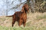 SETTER IRLANDAIS 198